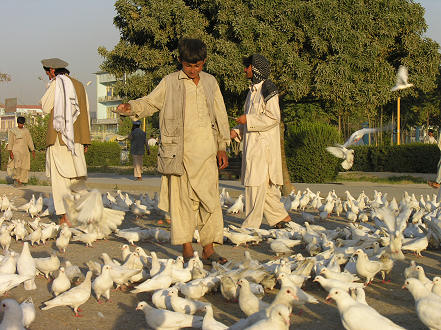 Feeding the white pidgeons at the Shrine of Hazrat-Ali