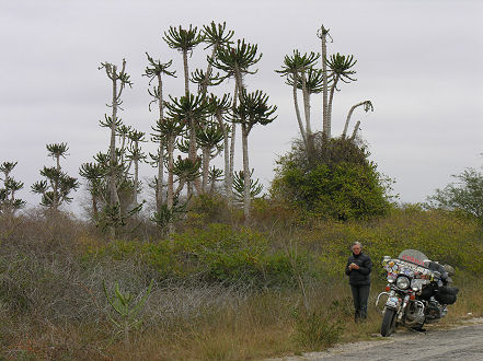 Unusual cactus along much of the road to Luanda