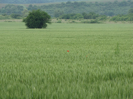"Tall Poppy". The red dot in the field of barley