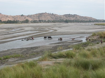 Water buffalo cooling off in the river