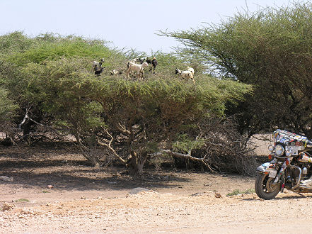 The goats here climb trees to graze its top greenery