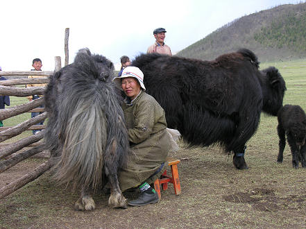 Milking the crossbred yak and western style cattle