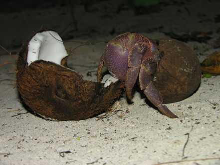 Coconut crab eating one of our discarded coconuts