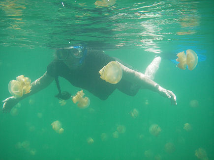 Snorkelling in Jelly Fish Lake