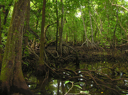 Mangroves surround much of Carp Island