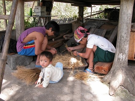 Hand stripping rice before pounding and cooking, stored in bunches in roof tops