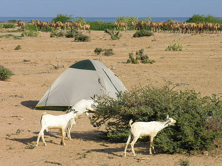 Goats graze as camels wander past our first nights camp