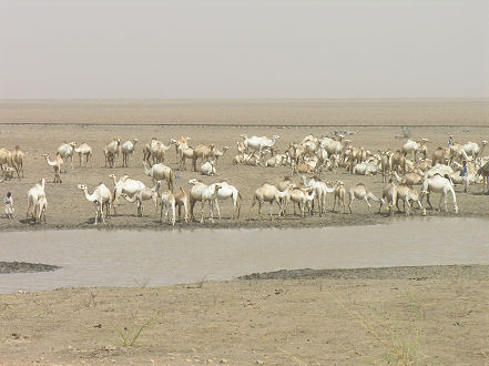 Camels congregate around one of the few waterholes left