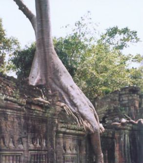 tree root over a temple.