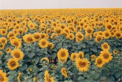 Sunflowers, Germany