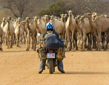 by Todd Lawson, Canada. Christina Tottle of Motos Against Malaria lets the great camel roadblock walk. Northern Kenya.