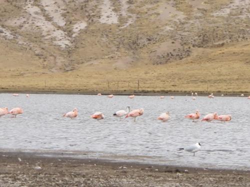 Flamingos that lured Big Al to his fate!