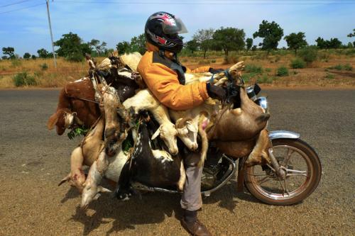Goats on motorcycle, Burkina Faso.