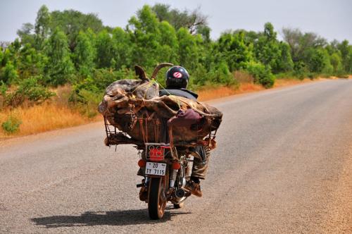 Cow on back of motorcycle, Burkina Faso.