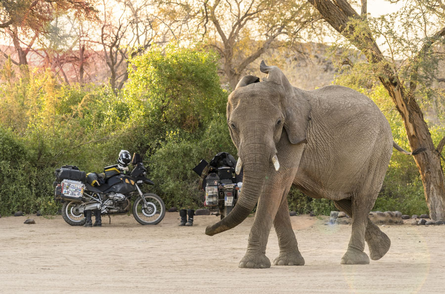 Photo by Josephine Flohr, Elephant at Camp, Namibia