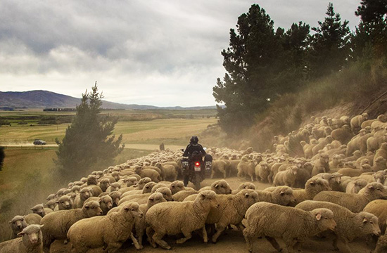 Xenia and Tinu, Sheep on the road