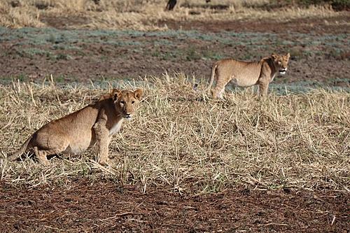 Tibesti / Chad-zakouma-lions.jpg