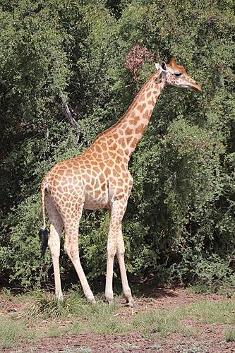 Tibesti / Chad-zakouma-giraffe.jpg
