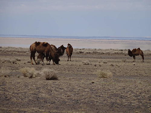 Russia - Kazakstan - Mongolia-dsc06107.jpg