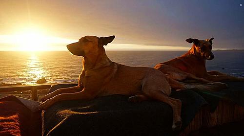 WOOHOO! (Chile dog sit)-screen-shot-2014-10-21