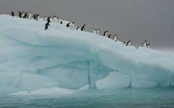 Antarctica, penguins on an iceberg, by Susan Johnson, 1998